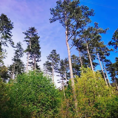 Forest Heritage