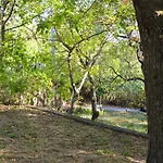 Forest Heritage