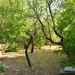Forest Heritage
