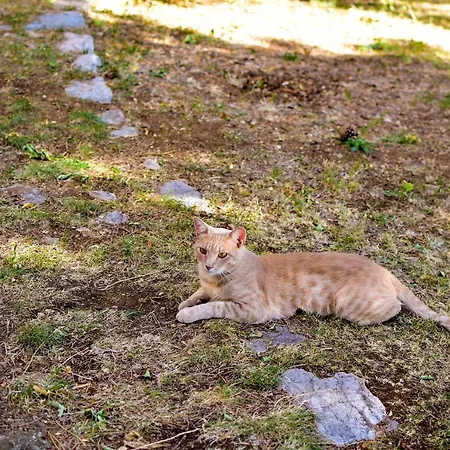 Forest Heritage Апартаменты *