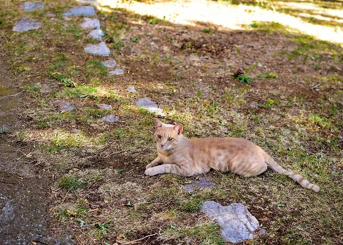 Forest Heritage Apartman *